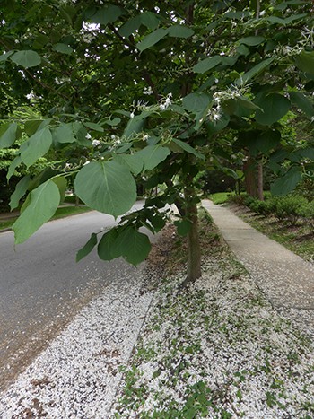 One such tree, seen throughout Swarthmore and found growing at the Scott Arboretum, is Styrax obassia, the fragrant snowbell. photo credit: J. Coceano