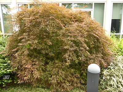 Acer palmatum 'Tamukeyama' displays a dome-like habit. photo credit: J. Preisendorfer-McGinnis