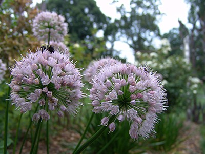 Allium angulosum 'Summer Beauty' blooms during the heat of the summer, July to August. photo credit: R. Robert