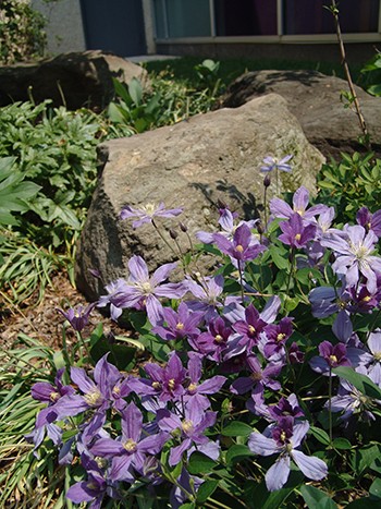 Clematis 'Arabella'; vine; flower; purple; rock; close-up