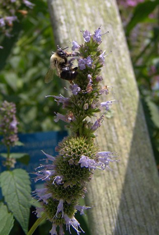 Even in late August, bees are swarming Agastache 'Black Adder'. photo credit: R. Robert