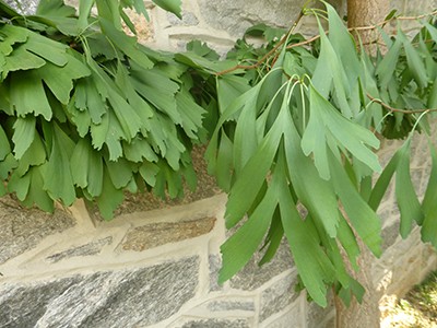 Ginkgo biloba 'Saratgoa'  unique leaf shape. photo credit: L. Lancaster