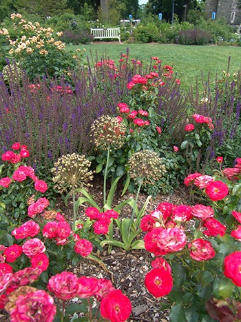 Today’s rose garden is interplanted with a variety of plants to encourage the growth of beneficial insect populations to help control unwanted pests. photo credit: R. Robert