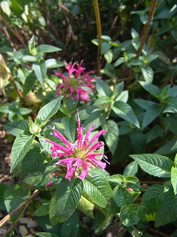 Monarda didyma ‘Coral Reef’  has coral blooms that extend the rose garden flower season into July. photo credit: R. Robert