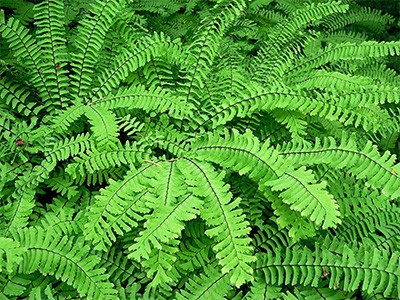 Adiantum pedatum, northern maidenhair fern, is a unique, delicate form, native fern. photo credit: J. Jabco