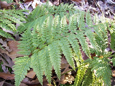 Arachniodes standishii is known as the upside-down fern because it looks like it is upside down.  photo credit: J. Coceano