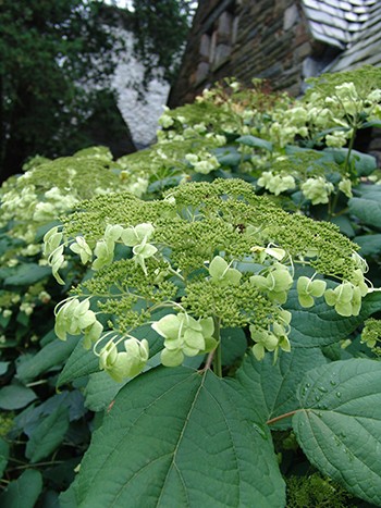 Displaying a 14”-wide lace-cap bloom, H. arborescens ‘Haas’ Halo’ makes a stunning combination in mixed borders and massed foundation plantings.  photo credit: R. Robert