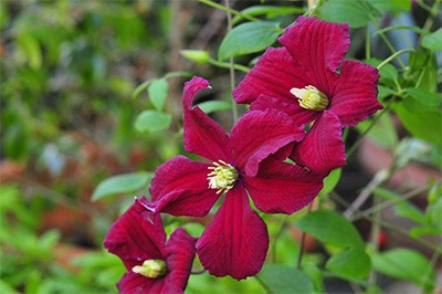 For plentiful deep red, velvety flowers from midsummer to fall with no clematis wilt, look no farther than C. [Burning LoveTM] = ‘Vitiwester’. photo credit: J. Jabco
