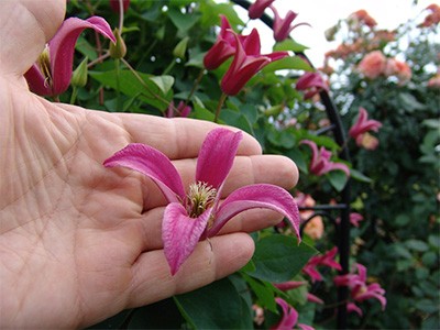 Clematis ‘Princess Diana’ has tulip-shaped, lipstick-pink flowers with pale pink margin. photo credit: J. Jabco