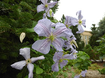 Clematis viticella 'Emilia Plater' is a cultivar of the clematis wilt resistant species viticella. photo credit: J. Coceano