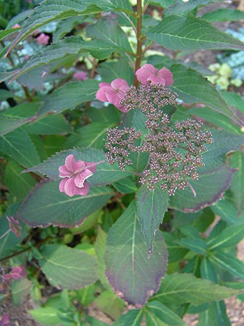 Hydrangea serrata Tiny Tuff Stuff TM RHR