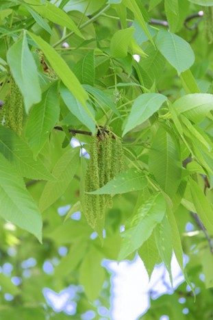 Carya ovata; 86-124B; spring; leaf; catkins
