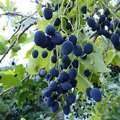 Chionanthus virginicus fruit (1) JWC