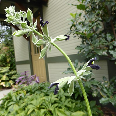 Salvia discolor (2) JWC