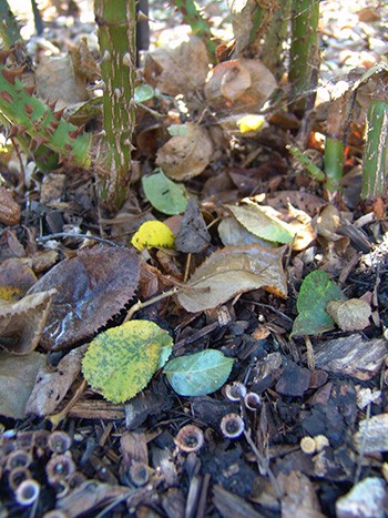 Fungal spores can splash onto healthy leaves from fallen infected leaves photo credit: R. Robert