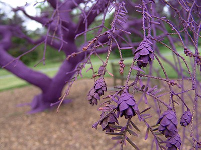 Purple tree near the fieldhouse tunnel is also a hemlock tree. photo credit: R. Robert
