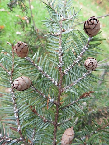Turn over any branch and look for white “woolly” spots to discover hemlock woolly adelgid. photo credit: K. Crowley