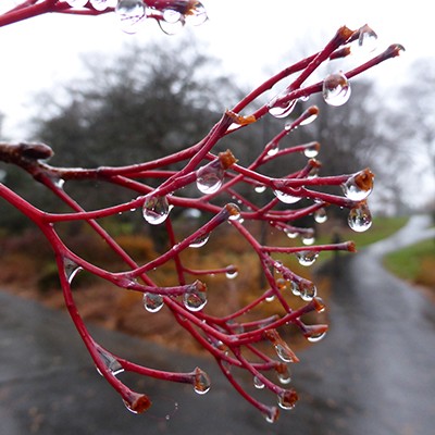 Sorbus alnifolia pedicles in rain (6) JWC