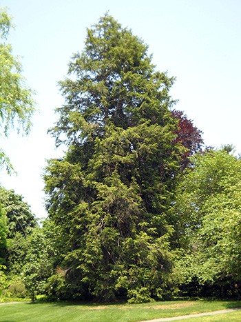 Tsuga canadensis; planted by President William Howard Taft on Commencement Day in 1915. photo credit: R. Pineo