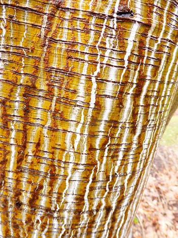 Acer 'White Tigress' has distinct green and white striations in the bark. photo credit: J. Coceano