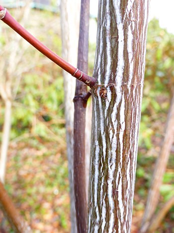 Acer pensylvanicum, is known as snake bark maple for the white vertical bark striations. photo credit: J. Coceano