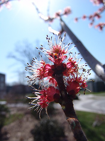 Acer rubrum Fairview Flame R flowers are a good source of early spring pollen. photo credit: J. Jin