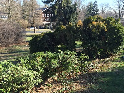 Here you can see half of the old boxwood hedge has been pruned. photo credit: A. Glas