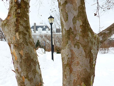 Stewartia x henryae bark detail winter (1) JWC