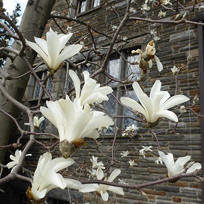Magnolia denudata 'Swarthmore Sentinel' (2) JWC