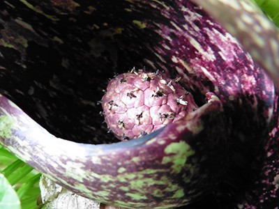 The spadix, within the spathe, is covered in small flowers. Photo by K. Crowley ‘16