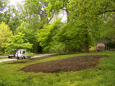 Our latest woodland expansion into Parrish West Circle has two of our oldest Nyssa sylvatica as well as native Cladratis kentukea, Halesia diptera var. magniflora, and Quercus macrocarpo to mention a few that form the mature canopy. p