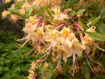 Deciduous azaleas, like Rhododendron canescens x austrinum, make excellent ornamentals because they are easy to establish and have an extensive range of large, showy flower colors. 