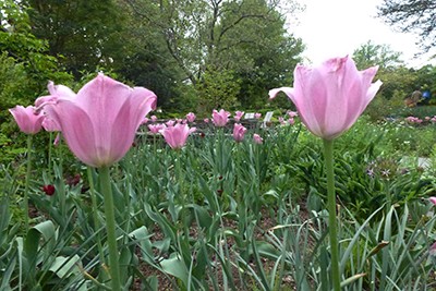Tulipa sp.DCA2