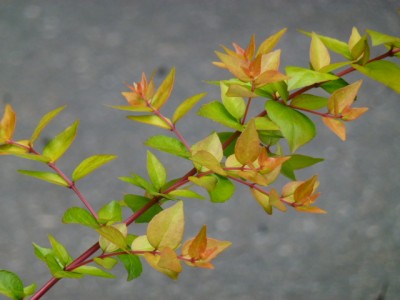 Abelia x grandiflora.DCA16