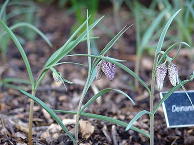 While Fritillaria meleagris is a member of the lily family, it’s neither a true lily nor daffodil.  photo credit: R. Robert