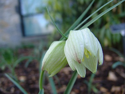 fritillaria-meleagris-rhr-white