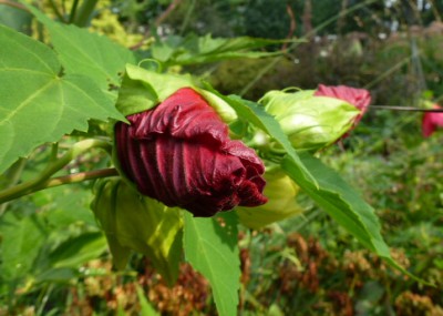 The huge, 6 " by 10", lipstick-red flower is waiting to unfurl. photo credit: J. Bickel