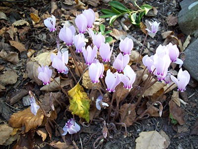 cyclamen-hederifolium-pink-form-ii