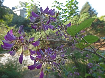 lespedeza-bicolor-yakushima-3-jwc