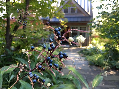 pollia-japonica-in-fruit-1-jwc