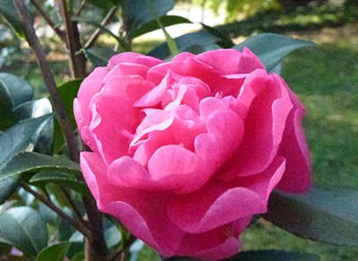 camellia-autumn-spirit-jtb-4