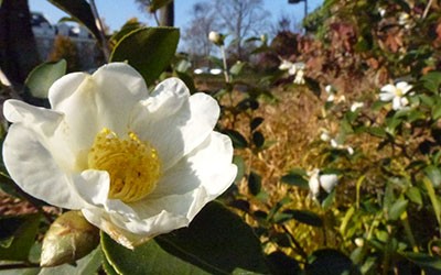 camellia-oleifera-lu-shan-snow-jtb-3