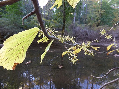 hamamelis-virginiana-in-bloom-along-crum-creek-6-jwc