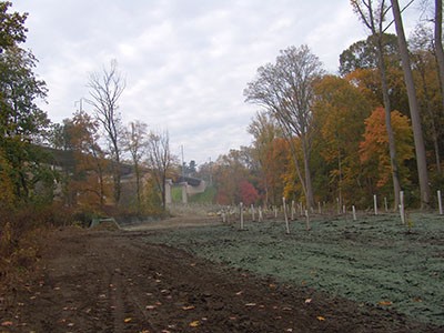 At 2.55 acres, the tulip tree-beech-maple forest planting is the largest restoration community with woody plants in the mix. photo credit: R. Robert