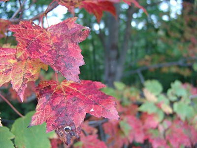 One of the most commonplace native trees, red maple do not disappoint when it comes to fall color. photo credit: R. Robert