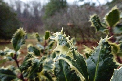 ilex-aquifolia-ferox-argentea-1