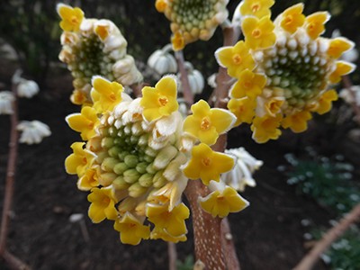 Edgeworthia 'Snow Cream' bloom detail (3) JWC