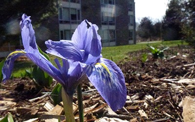 Iris histrioides 'Lady Beatrix Stanley' JTB (3)