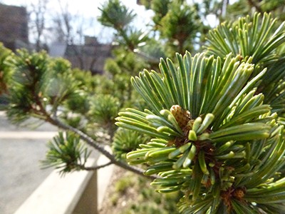 Pinus parviflora 'Adcock's Dwarf' JTB (2)
