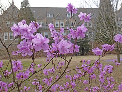 Rhododendron mucronulatum 'Cornell Pink' bloom Wharton Hall (4) JWC
